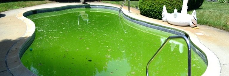 cleaning algae from above ground pool